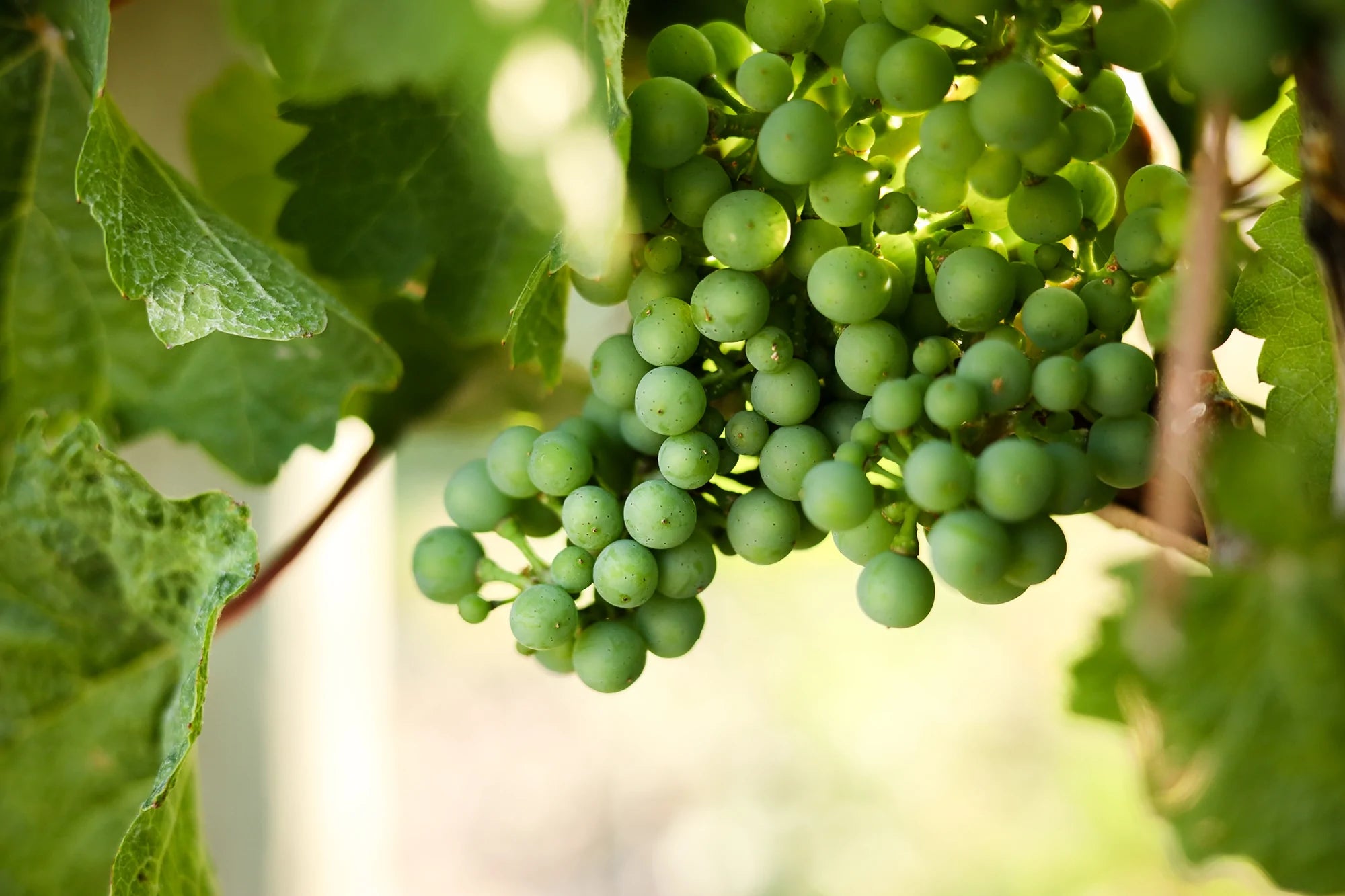 Wine
